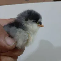 جوجه گلین ریشو چهل تاج فول کفیت