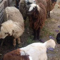 تعدادی بز و بره برای فروش