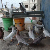 مقلف