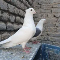 جوجه خوشونه اصیل|پرنده|خرمآباد, |دیوار