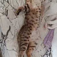 گربه گمشده
