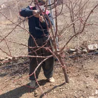 خدمات کشاورزی چالکود تیلر سم پاش کود حیوانی|خدمات باغبانی و درختکاری|سنندج, |دیوار