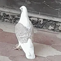 کبوتر کفتر شهری المانی