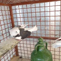 پرنده|پرنده|سمنان, |دیوار