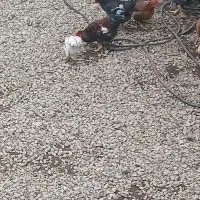 فروش مرغ وخروس ارگانیک محلی|حیوانات مزرعه|چوبر, |دیوار