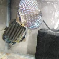 حیوانات|ماهی|کرمانشاه, |دیوار