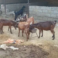 ۶عددبزابستن