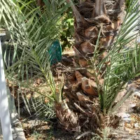 پاجوش کبکاب|گل و گیاه طبیعی|برازجان, |دیوار