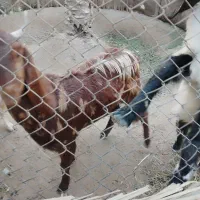 کیسه.پاکستانی.15.فاریاب