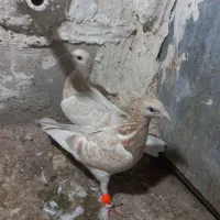 ۲عددزرد هفت رنگ مغلف خطی|پرنده|قزوین, |دیوار