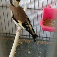 سهره قرص بخون