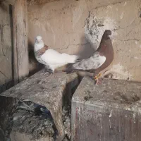 کفترطوق شازده نروماده بیضا|پرنده|زرقان, |دیوار