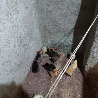 جوجه مرغ محلی