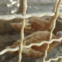 دو عدد بوقلمون ماده ویک عدد برهمادو ساله