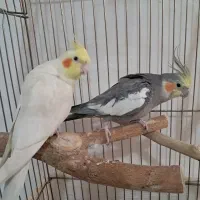 عروس هلندی|پرنده|مشهد, بهمن|دیوار
