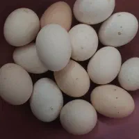 تخم مرغ محلی وتخم غاز نتفه دار