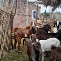 بزرشتی|حیوانات مزرعه|ریگان, |دیوار