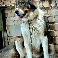 سگ ماده قدرجونی