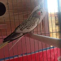 دو جفت مولد طوطی عروس هلندی