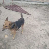 تعویض باپاکوتا|سگ|رامیان, |دیوار