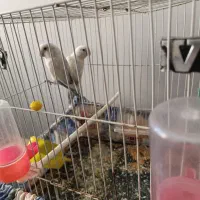 عروس هلندی .کوتوله .مرغ عشق|پرنده|زاهدان, |دیوار