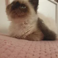 پرشین بلو پوینت میکس سیامی|گربه|بندر کنگان, |دیوار