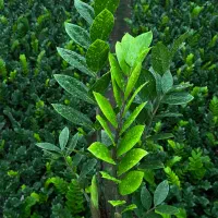 زاموفیلیای سبز سایز گلدان ۳ و ۱۲ فروش عمده