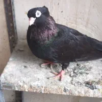 کبوتر صرب|پرنده|ملکان, |دیوار