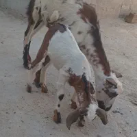 کهره چاق هم گوشتی هم برای داشت