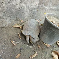 لاک|خزنده|میناب, |دیوار