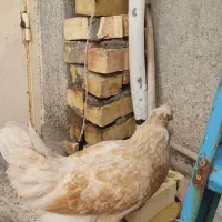 مرغ و خروس خانگی  پاپر و کاکلی برهما