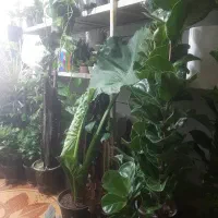 حراج به مناسبت روز دا...مادر|گل و گیاه طبیعی|لردگان, |دیوار