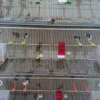 فنچ بنگالی پرورش خانگی