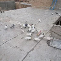 کبوتر کله دار سینه سرخ دم سیاه|پرنده|کبودرآهنگ, |دیوار