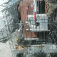 عروس هلندی|پرنده|میانه, |دیوار