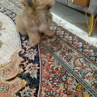 واگذاری توله شیتزو