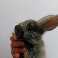 انواع خرگوش لوپ|موش و خرگوش|اراک, |دیوار