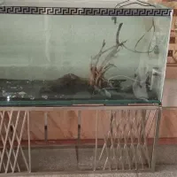 اکواریوم