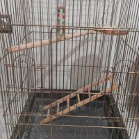 قفس پرنده