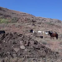 اسب و الاغ خر ماده