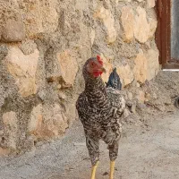 3خروس گلپایگانی اصیل