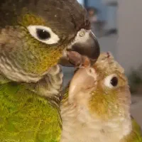 پرنده گرینچیک سخنگو