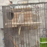 عروس هاندی ماده