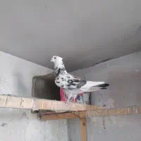 کفتر.پرشی.سوسکی.ماده|پرنده|تهران, بهاران|دیوار