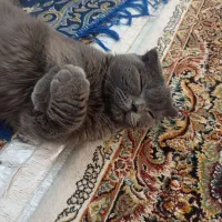 گربه اسکاتیش فولد اصل چشم نارنجی|گربه|کرمان, |دیوار