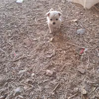 سگ پاکوتاه|سگ|یزدان شهر, |دیوار