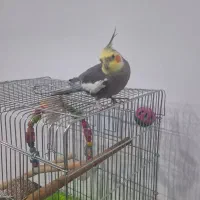 پرنده عروس هلندی|پرنده|شیراز, تندگویان|دیوار