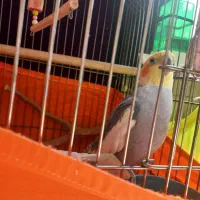 عروس هلند نر سخنگو|پرنده|تهران, امیریه|دیوار