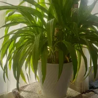 گل اشک ملکه بسیار بزرگ