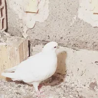 کبوتر سفید|پرنده|نهبندان, |دیوار